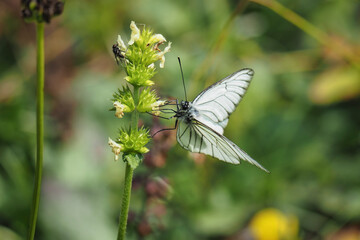 Aporia crataegi, the black-veined white, is a large butterfly of the family Pieridae