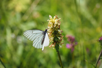 Aporia crataegi, the black-veined white, is a large butterfly of the family Pieridae