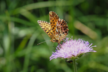 Boloria titania, the Titania's fritillary or purple bog fritillary, is a butterfly of the subfamily Heliconiinae of the family Nymphalidae.