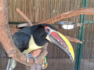 Collared Aracari toucan. Tropical exotic jungle bird on a wood branch.