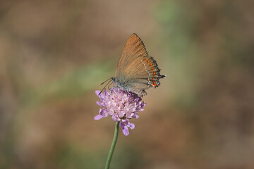 Fototapeta premium Satyrium ilicis, the ilex hairstreak, is a butterfly of the family Lycaenidae.