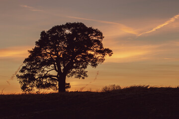 Naklejka premium sunset in the countryside