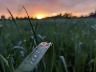 Dew drops 
Dew on wheat
Observations on dew
