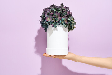 Female hand holding beautiful spring flowers in white pot on palm against purple background