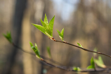 The first spring gentle leaves, buds and branches macro blurred background