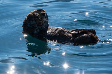 A sea otter grooming its self while swimming.