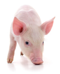 Pig on white