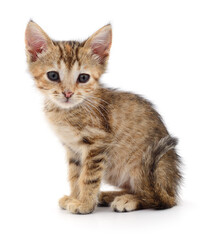 Kitten on white background.