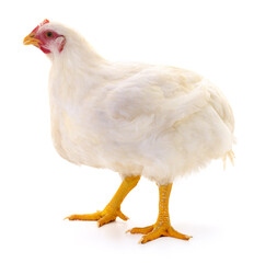 white hen isolated.