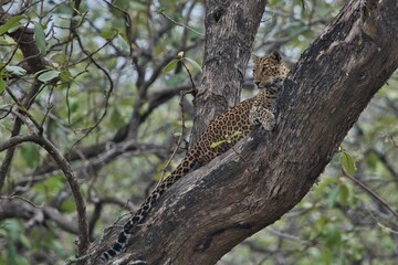 Fototapeta na wymiar Leopard at Kabini, Nagarhole National Park, Karnataka, India 