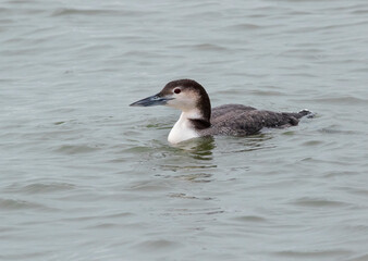 Common Loon (Gavia immer) in winter plumage, Texas, USA
