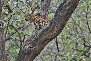 Bold and beautiful Leopard 