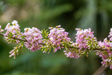 Quickstick (Gliricidia sepium) pink flowers closeup - Florida, USA