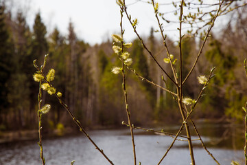 Kidneys and flowers and first buds of willow and wild virgins in sunlight.