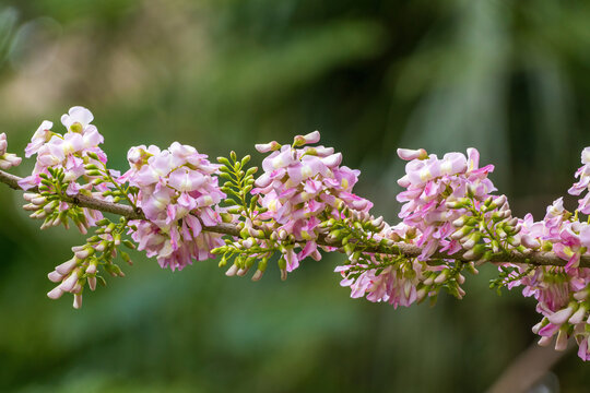 Quickstick (Gliricidia sepium) pink flowers closeup - Florida, USA