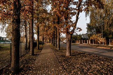 Tree alley in the city in autumn.