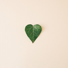 Green leaf heart shaped on pastel background. Love concept.  Minimal natural concept. flat lay.