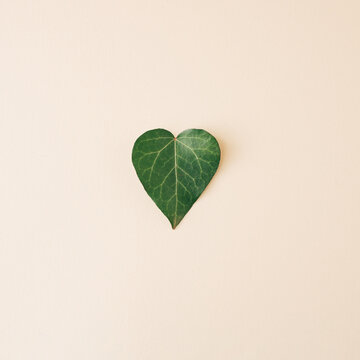 Green leaf heart shaped on pastel background. Love concept.  Minimal natural concept. flat lay.