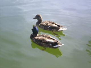 Two ducks swim in a pond