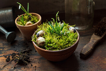 nice spring flowers in the moss