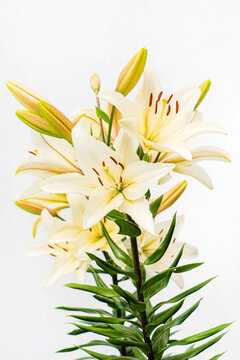 lily flowers on the white background