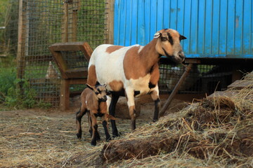 Tiere in der Natur
