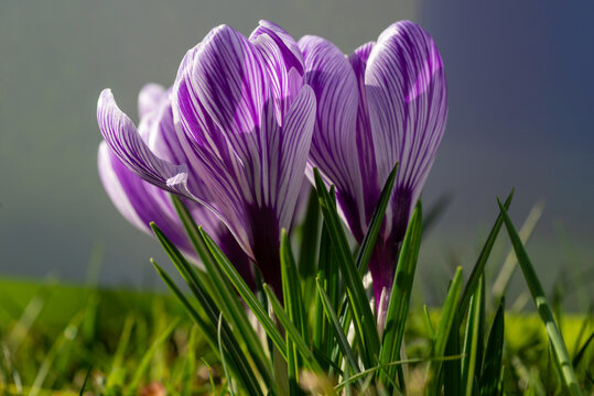 Bunch of purple striped crocus in a garden, close up view