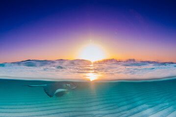 Fototapeta na wymiar A split shot of a southern stingray beneath the surface of the water with the sky illuminated by a morning sunrise above