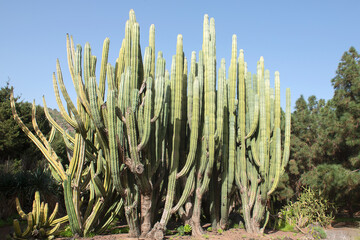 Large cactus rising to the sky in a botanical garden on the island of Gran Canaria, Spain. Europe