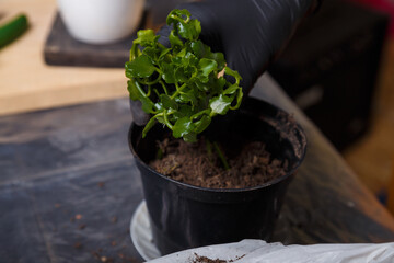 Spring care of home potted flowers. Kalanchoe seedling being replanted.