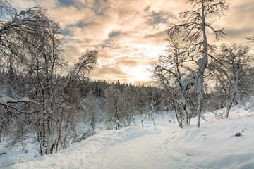 Obraz premium Winter landscape with frozen trees in winter in Lapland, Finland 