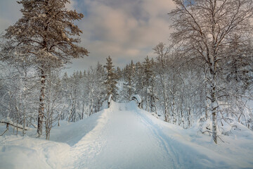 Fototapeta na wymiar Snowy forest in Lapland, Finland