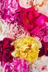 colorful peonies on pink background