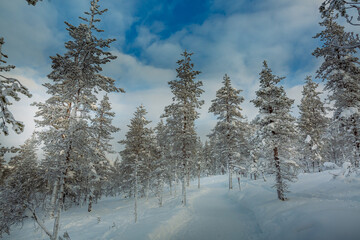 Snowy forest in Lapland, Finland	
