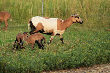 Tiere in der Natur