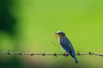 Beautiful Perched Bluebird in Virginia
