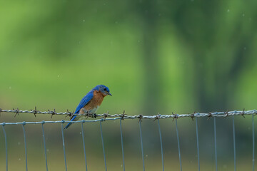 Beautiful Perched Bluebird in Virginia