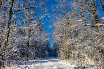 snow covered trees