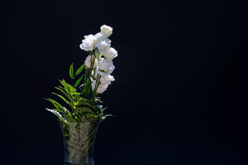 white roses against a black background in a vase