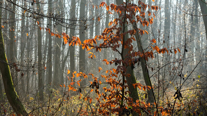 Autumn beech in foggy forest.