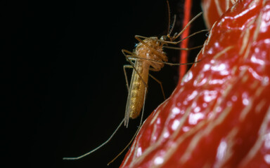 Female mosquito resting on red vegetable.