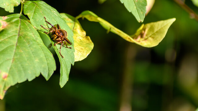 Hornet resting on green leafs in forest.