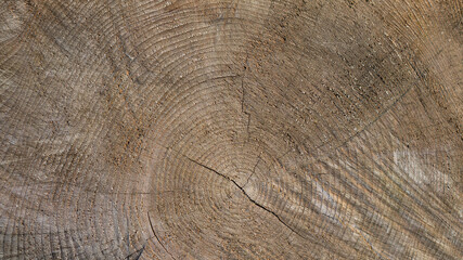 Fototapeta premium Holzstamm Nahaufnahme 