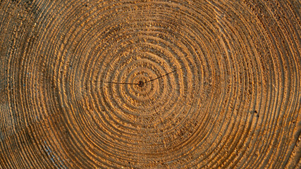 Naklejka premium Baumstamm Nahaufnahme 