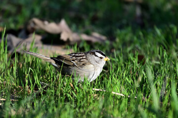 White-crowned Sparrow - Zonotrichia leucophrys