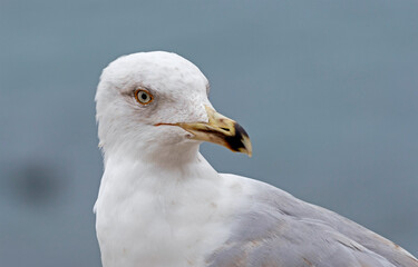 portrait of sea gull