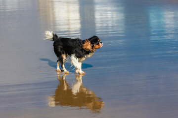 A dog cavalier king charles on the beach
