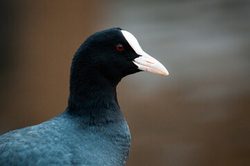 A portrait of a coot