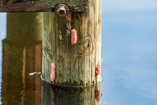 Pink eggs of the island apple snail (Pomacea maculata), an invasive species, on a dock post - Long Key Natural Area, Davie, Florida, USA