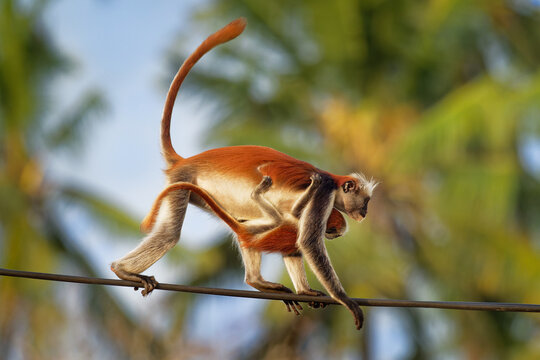Zanzibar Red Colobus - Piliocolobus kirkii monkey endemic to Unguja, main island of Zanzibar Archipelago, off the coast of Tanzania, also known as Kirks red colobus, climbing and hanging